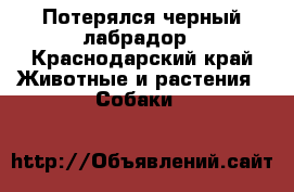 Потерялся черный лабрадор - Краснодарский край Животные и растения » Собаки   